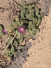 Centaurea sphaerocephala