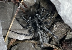 Pardosa nigra
