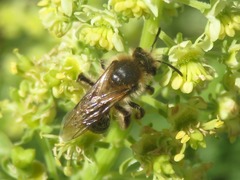 Andrena barbilabris