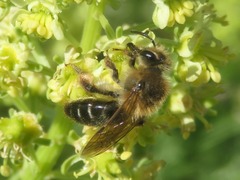 Andrena barbilabris