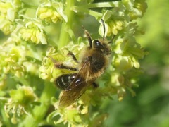 Andrena barbilabris