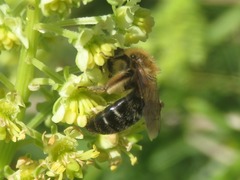 Andrena barbilabris