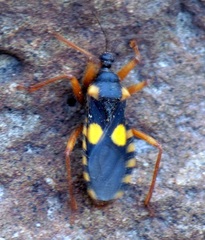 Acanthaspis angularis