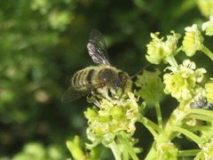 Megachile leachella