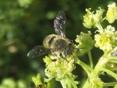 Megachile leachella