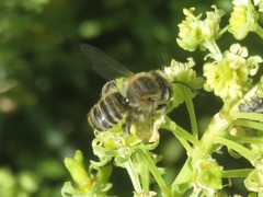 Megachile leachella
