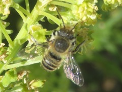 Megachile leachella