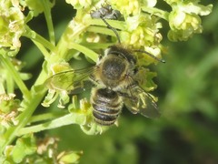 Megachile leachella