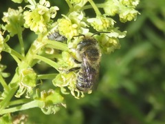 Megachile leachella