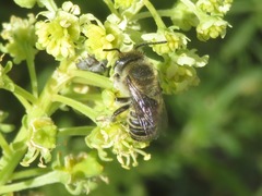 Megachile leachella