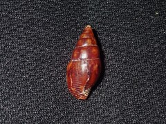 Mitrella australis