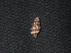 Maculotriton serriale