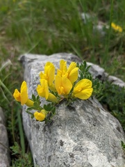 Chamaecytisus wulfii