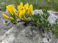 Chamaecytisus wulfii