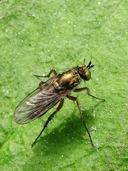 Dolichopus ungulatus