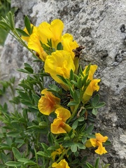Chamaecytisus wulfii