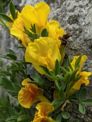 Chamaecytisus wulfii