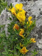 Chamaecytisus wulfii