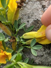 Chamaecytisus wulfii