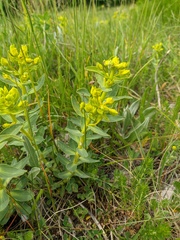Euphorbia goldei