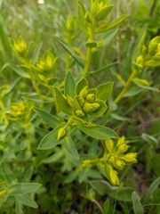 Euphorbia goldei