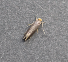 Cephimallota crassiflavella