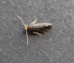 Cephimallota crassiflavella