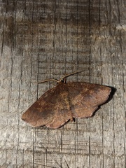 Metarranthis obfirmaria