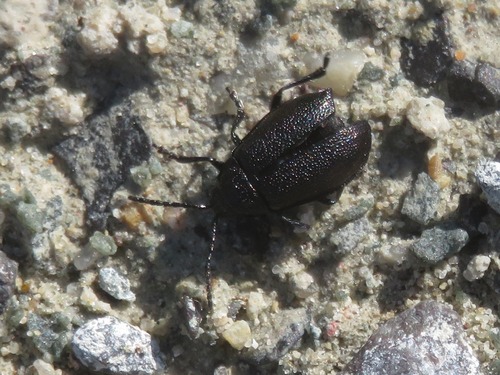 black-punctured leaf beetle, Wassenaar, Nederland, photo 10 of 10