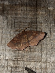 Metarranthis obfirmaria