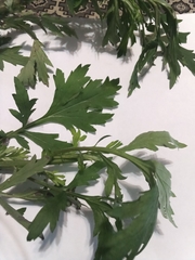 Artemisia vulgaris