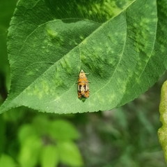 Olethreutes arcuella