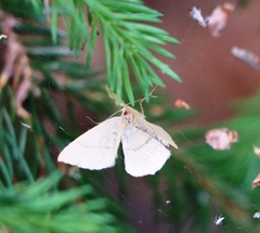 Cyclophora linearia
