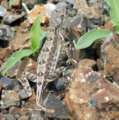 Sitana