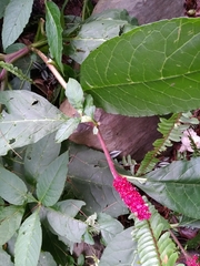 Phytolacca japonica
