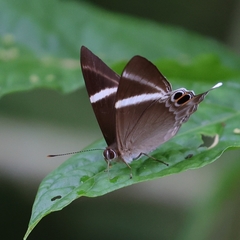 Abisara neophron
