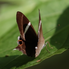 Abisara neophron