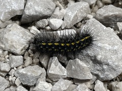 Setina