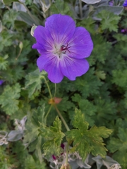 Geranium wallichianum