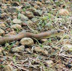Platyceps plinii