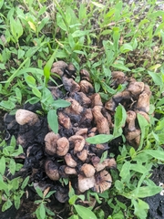 Coprinellus micaceus