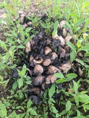 Coprinellus micaceus