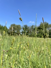 Carex hostiana