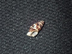 Maculotriton serriale