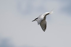 Sterna hirundo longipennis