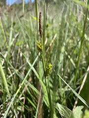 Carex hostiana