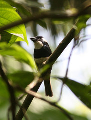 Notharchus pectoralis