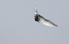Sterna hirundo longipennis