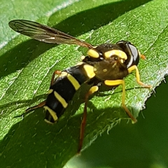 Xanthogramma pedissequum