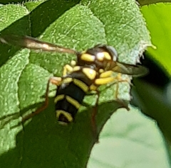 Xanthogramma pedissequum